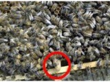 . Пчелиная матка и факторы влияющие на её сохранность - фотография №3