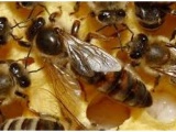 . Пчелиная матка и факторы влияющие на её сохранность - фотография №4