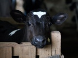 КРС. Продаю бычков черно-пестрый породы. от 2 недель до 8 месяцев, привитые, со справками, все телята упитанные