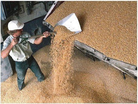 Зерно, зернобобовые. На Кубани в мае выявили почти 120 тыс. тонн зараженного экспортного зерна 