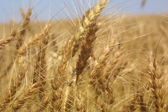 Зерно, зернобобовые. В Тимашевском районе состоялся смотр состояния полей сельхозкультур 