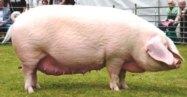 Эстонская беконная порода свиньи