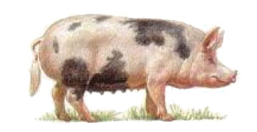 Северокавказская порода свиньи