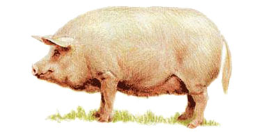Украинская степная белая порода свиньи