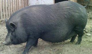 Вьетнамская вислобрюхая порода свиньи