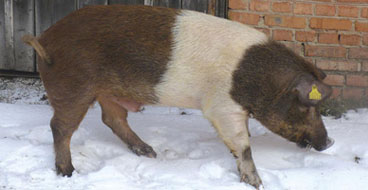 Красно-поясная порода свиньи3