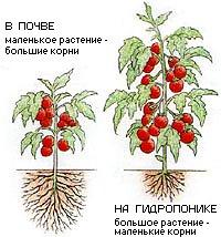 hydroponics-2-1.jpg