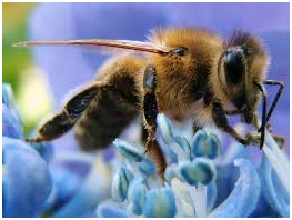 пчёлы 1.png