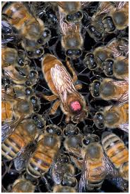 пчёлы 3.png