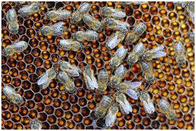 пчёлы 5.png