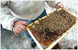Как выставить пчёл 4.png