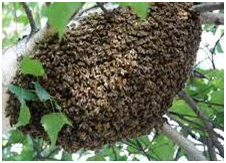 Как выставить пчёл 8.png