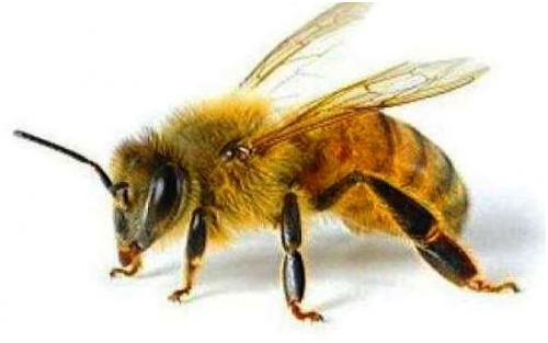 пчёлки 4.png